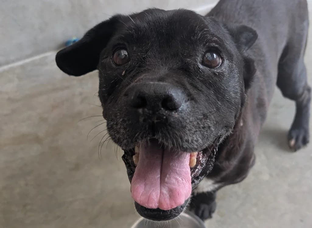 GUIZMO, male senior French Bulldog for adoption at SPA Vitré, Vitre