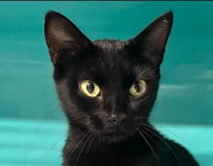 Orphée, female young mixed breed for adoption at SPA Vitré, Vitre