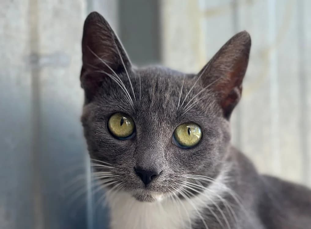 SATURNE, female young Mixed Breed for adoption at SPA Vitré, Vitre