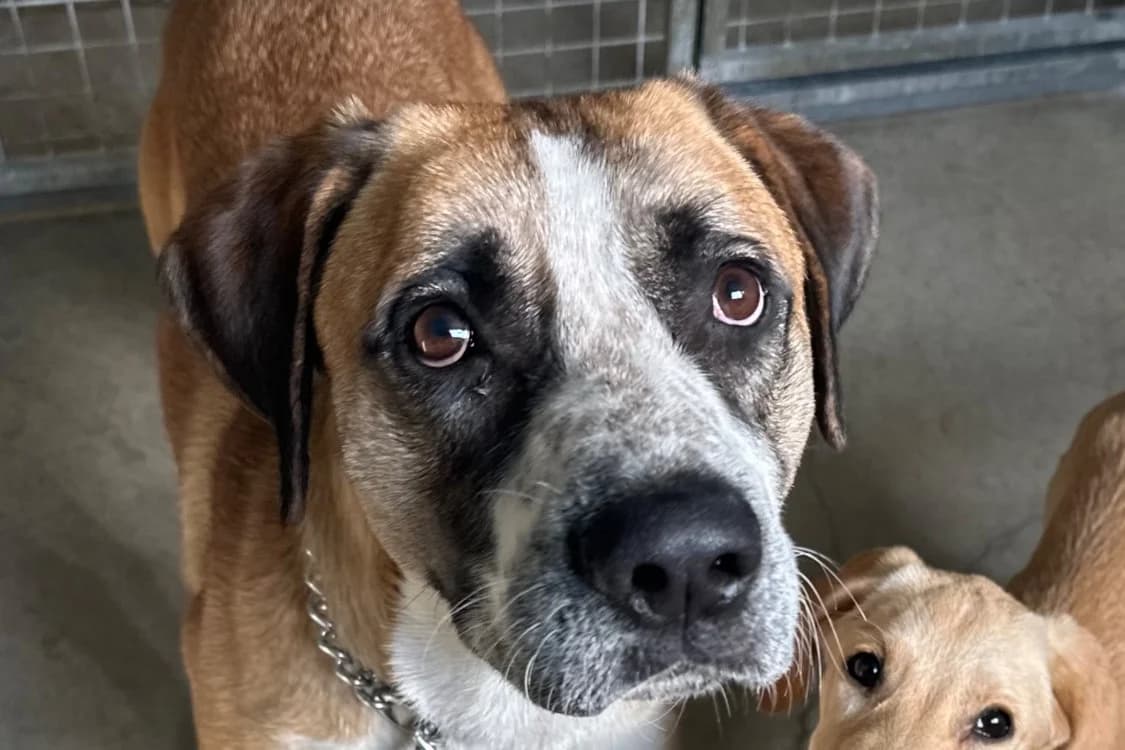 Clyde, male 4yo Mixed Breed for adoption at SPA Vitré, Vitre