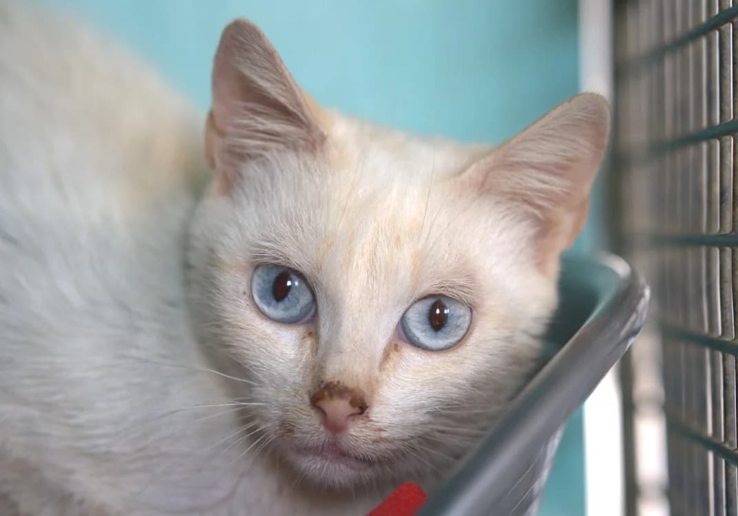 CREME, female young Mixed Breed for adoption at SPA Vitré, Vitre