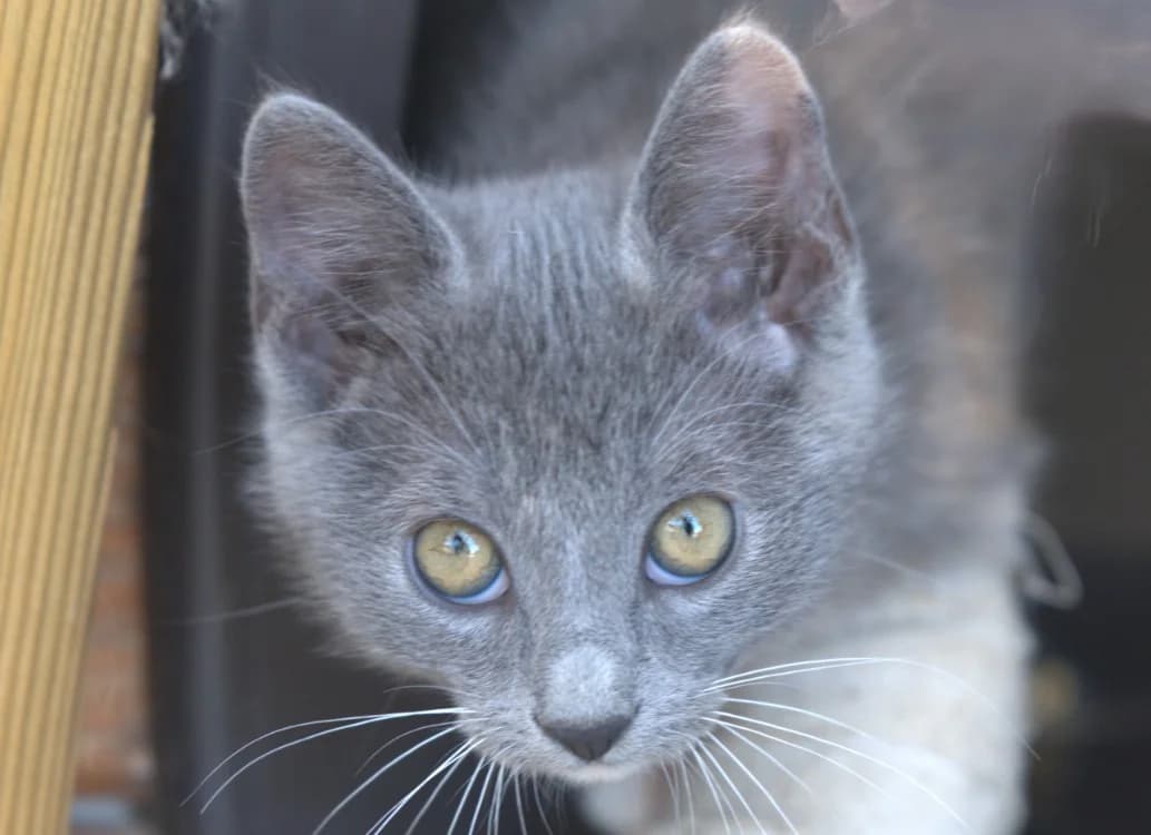 URANUS, female Mixed Breed for adoption at SPA Vitré, Vitre