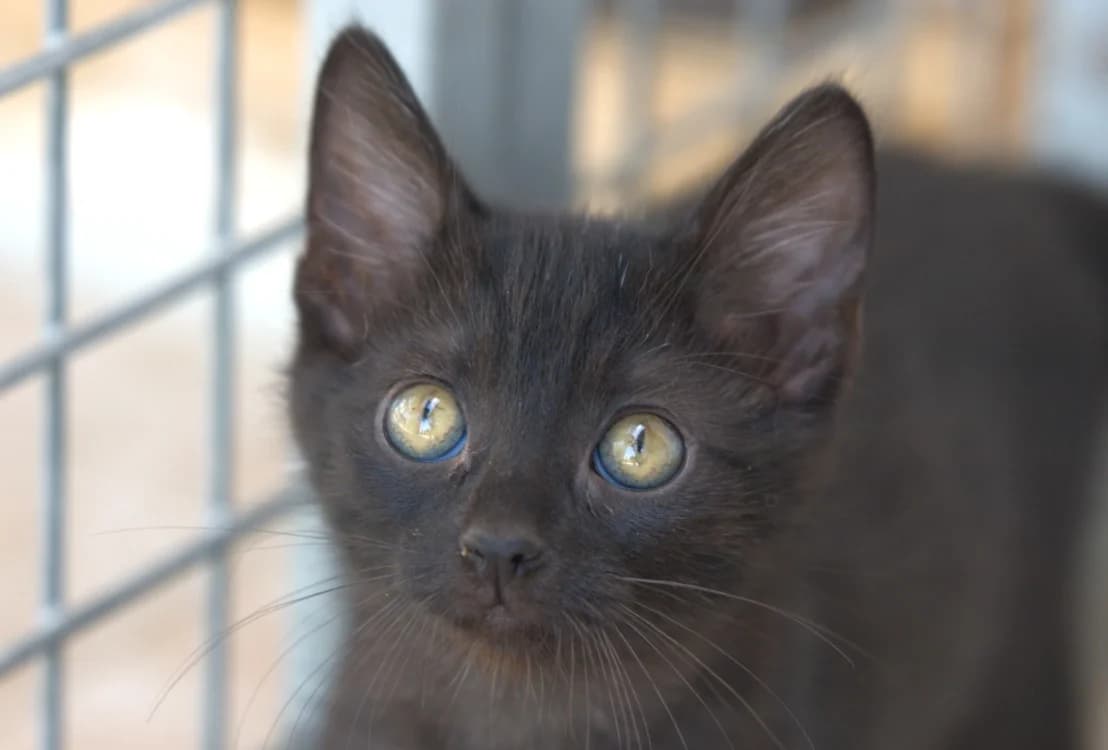 JUPITER, male Mixed Breed for adoption at SPA Vitré, Vitre