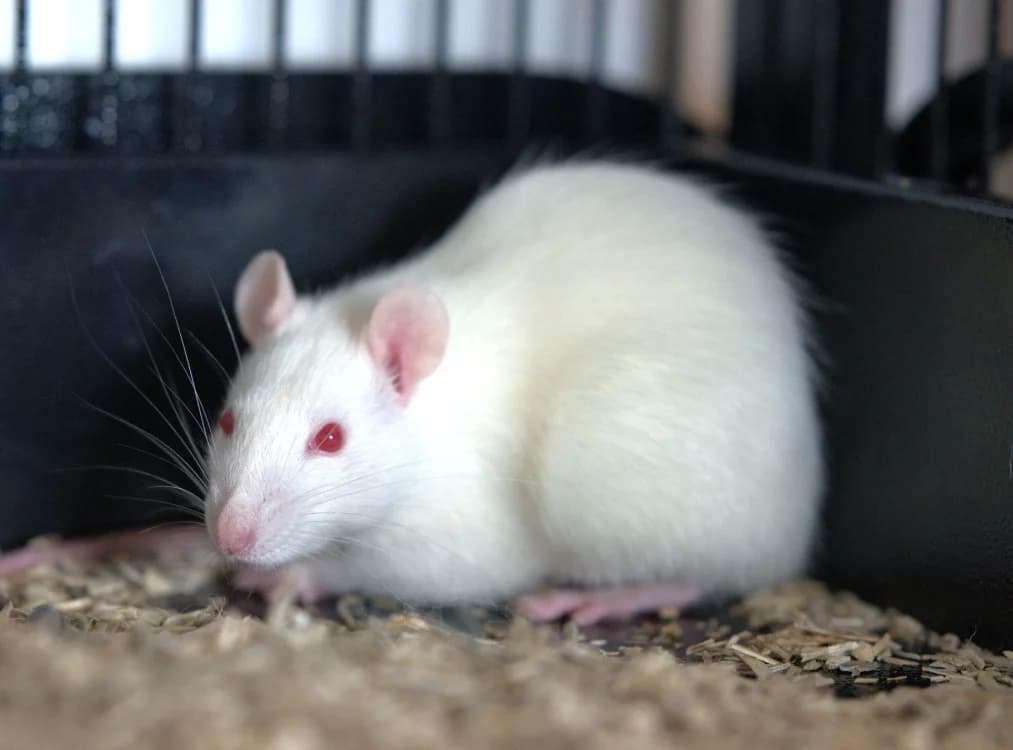 KANN, female Mixed Breed for adoption at SPA Vitré, Vitre