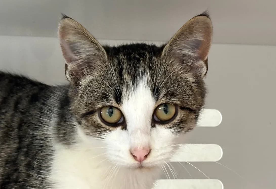 NASH, male Mixed Breed for adoption at SPA Vitré, Vitre