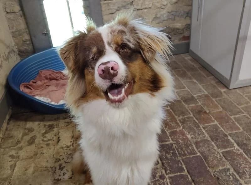 Arès, male young Australian Shepherd for adoption at Haute-Marne), Voillecomte