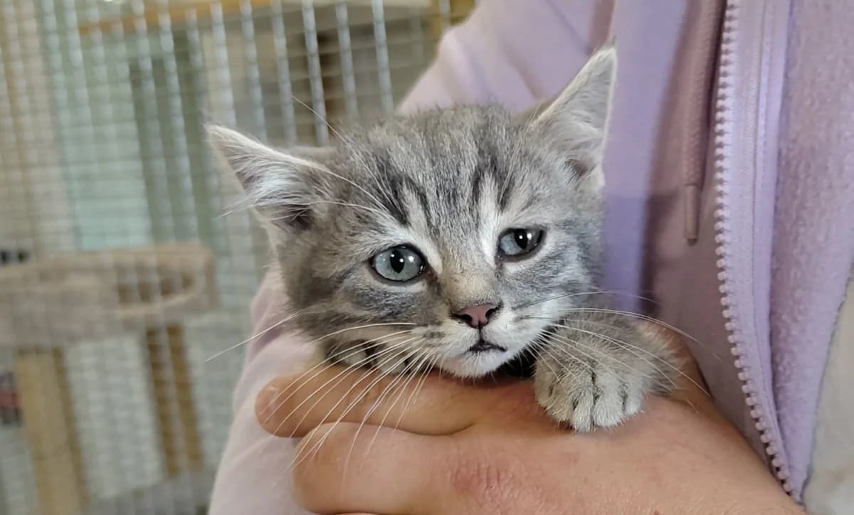 JEAN-FRANCOIS, male Mixed Breed for adoption at Haute-Marne), Voillecomte