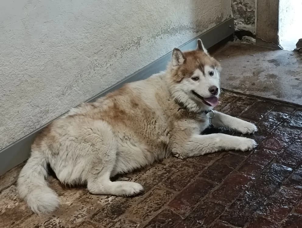 NEVER BACK, male senior Husky for adoption at Haute-Marne), Voillecomte