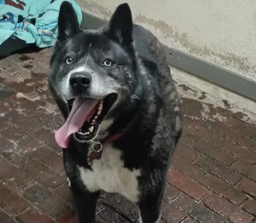 Orko, male senior Husky for adoption at Haute-Marne), Voillecomte