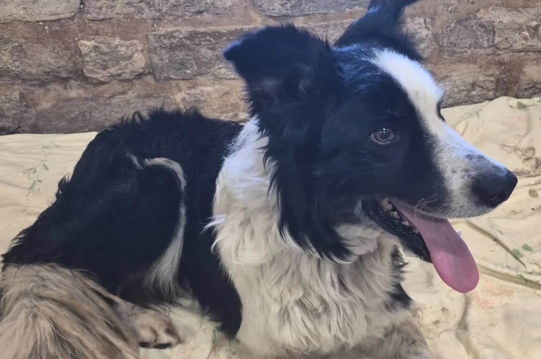ZEP, male senior Border Collie for adoption at Haute-Marne), Voillecomte