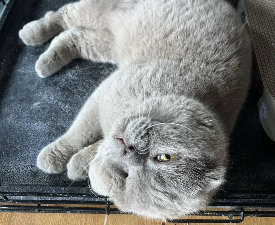 CHAMIGNON, male 7yo Mixed Breed for adoption at Haute-Marne), Voillecomte