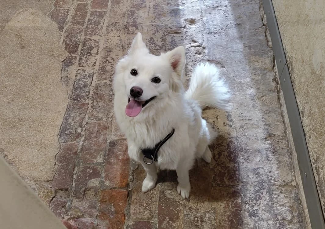 FRIMOUSSE, female 3yo mixed breed for adoption at Haute-Marne), Voillecomte