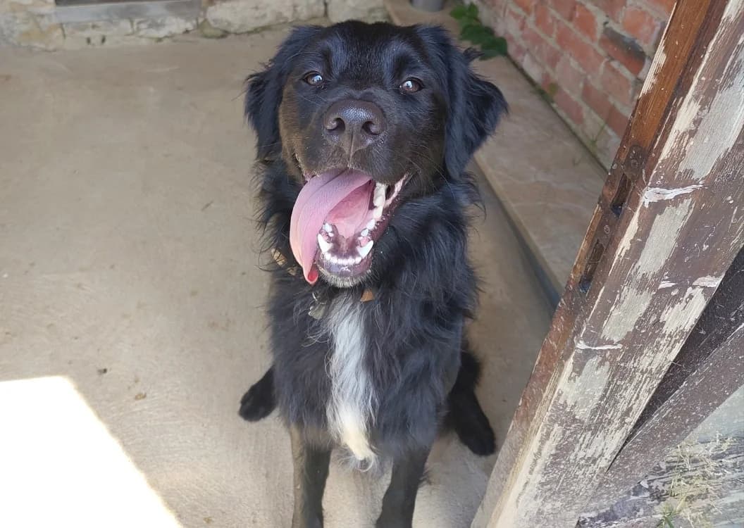 ADES, male young Border Collie for adoption at Haute-Marne), Voillecomte
