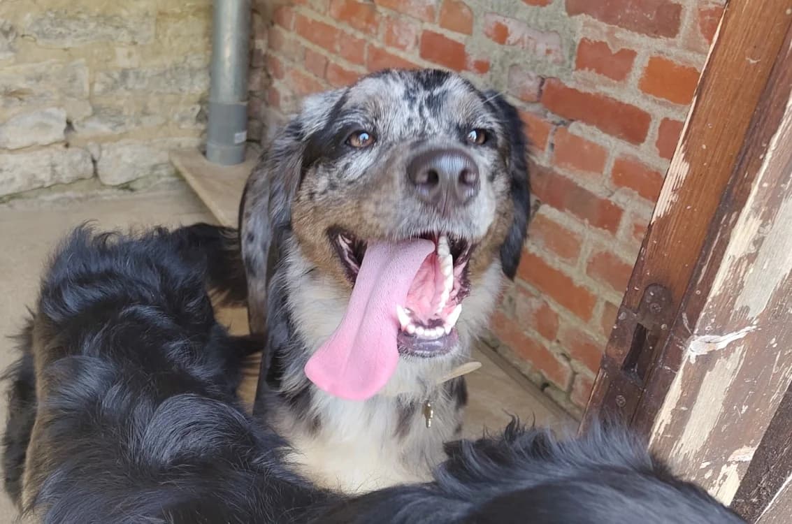 ASPEN, female young Australian Shepherd for adoption at Haute-Marne), Voillecomte