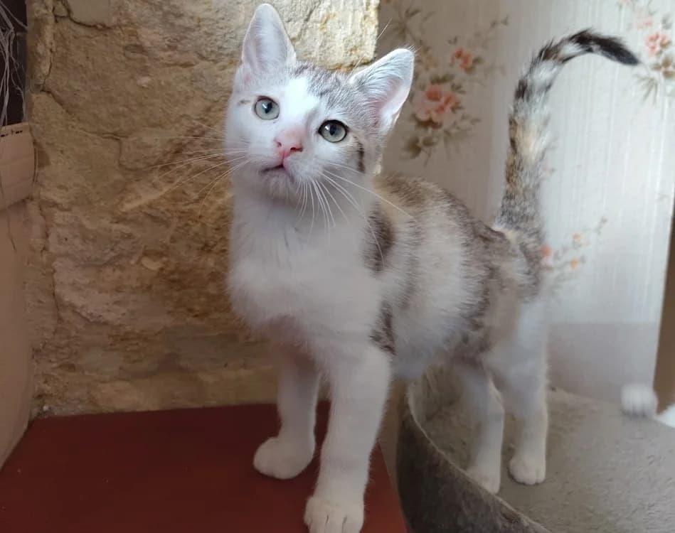 CANDY, female Mixed Breed for adoption at Haute-Marne), Voillecomte