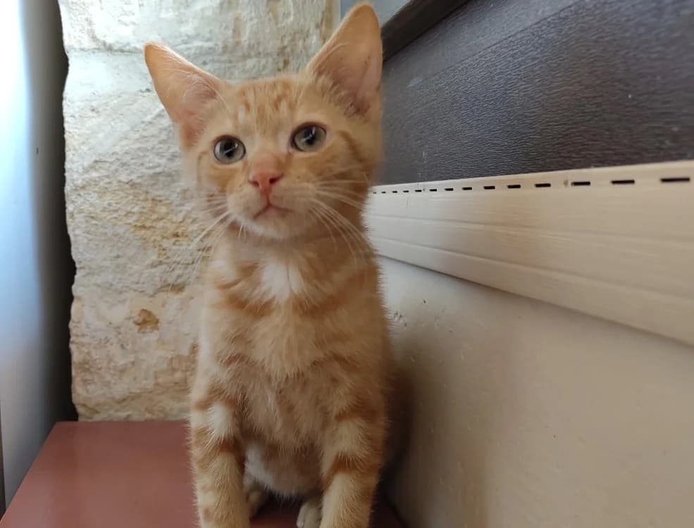 DRAGIBUS, male Mixed Breed for adoption at Haute-Marne), Voillecomte