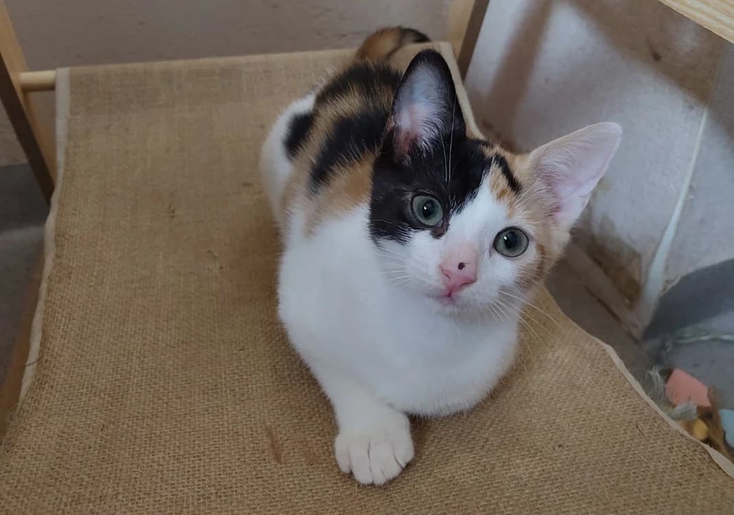 FRAISE, female Mixed Breed for adoption at Haute-Marne), Voillecomte