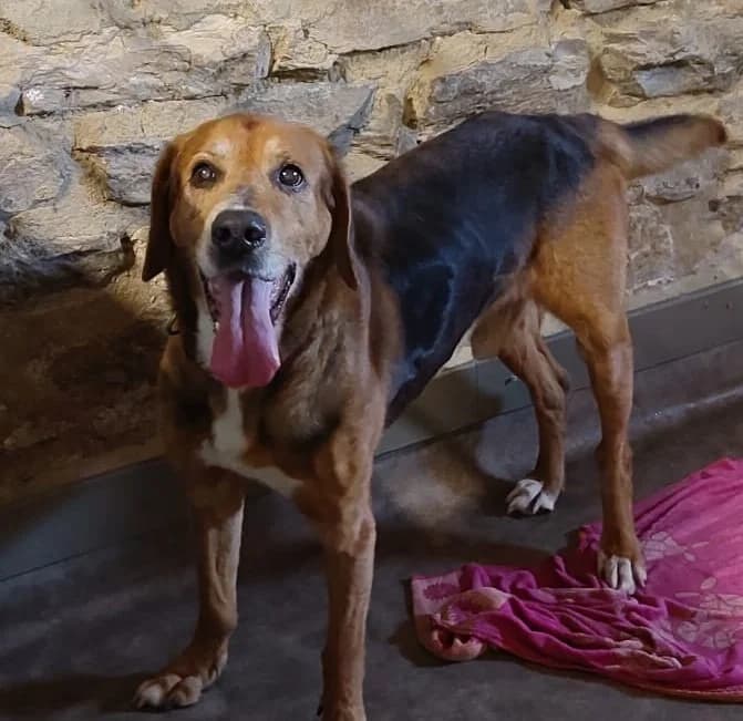 Charly, male senior mixed breed for adoption at Haute-Marne), Voillecomte