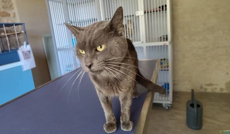 GRISOU, male 6yo Mixed Breed for adoption at Haute-Marne), Voillecomte