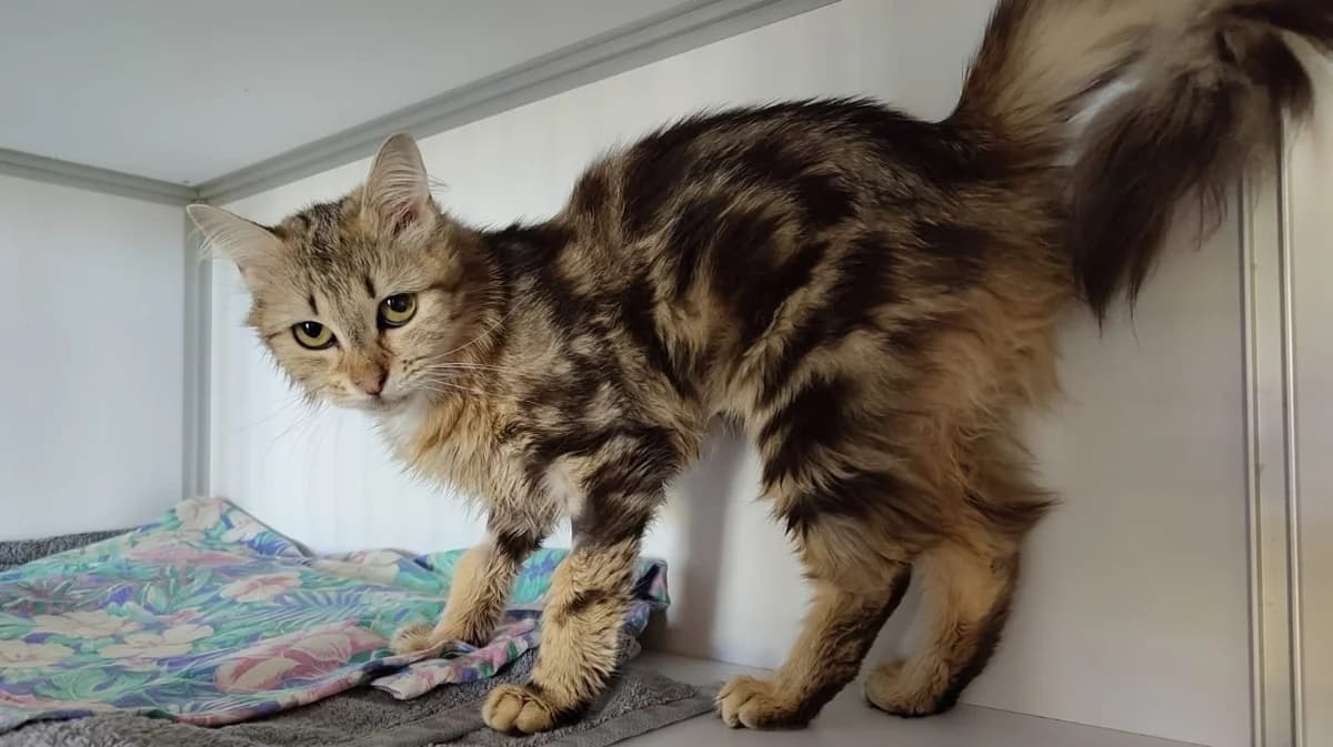 MARIE, female 3yo Mixed Breed for adoption at Haute-Marne), Voillecomte