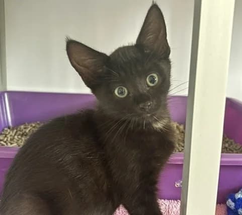 BAGHEERA, Mixed Breed (SPA Sarreguemines)