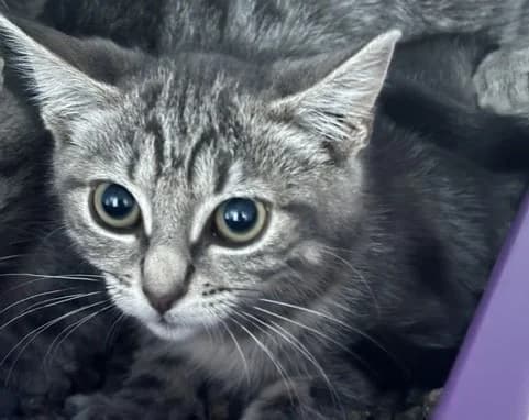 HarleyQueen, female Mixed Breed for adoption at Haute-Marne), Voillecomte