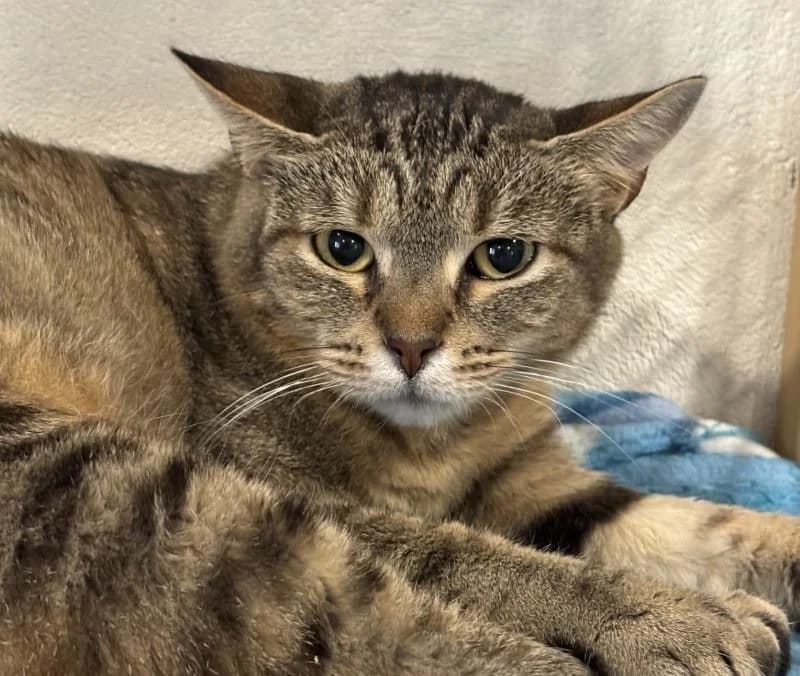 ZOA, female 6yo mixed breed for adoption at Haute-Marne), Voillecomte