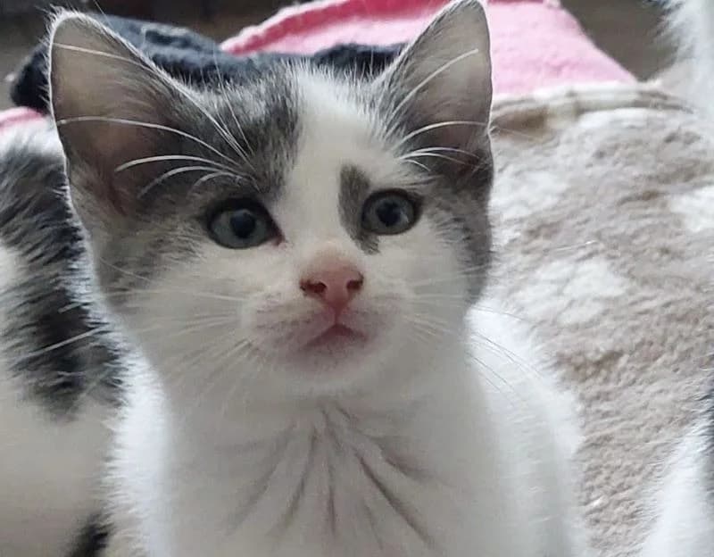 Bohème, female Mixed Breed for adoption at Haute-Marne), Voillecomte