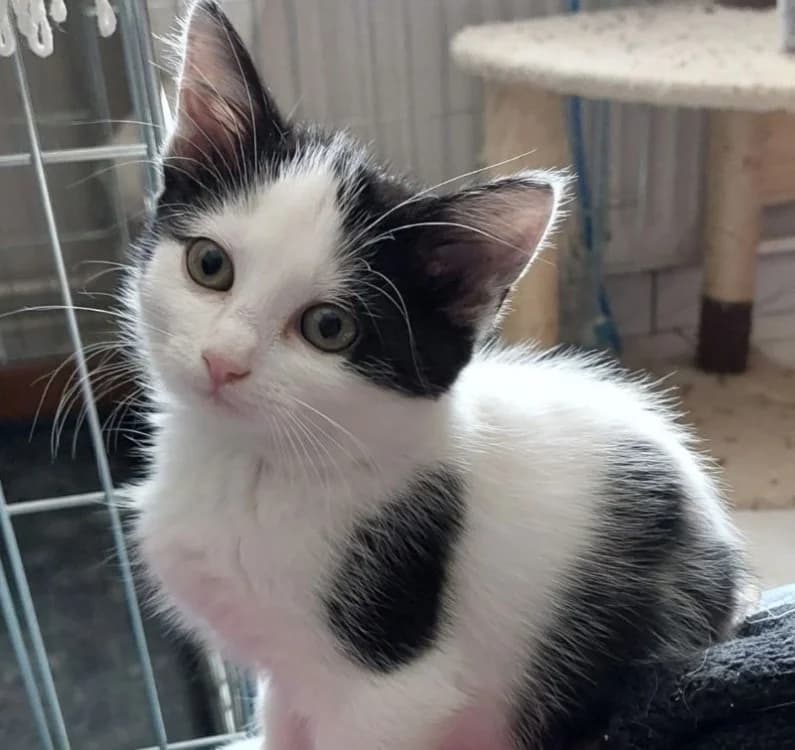 Barkhane, female Mixed Breed for adoption at Haute-Marne), Voillecomte