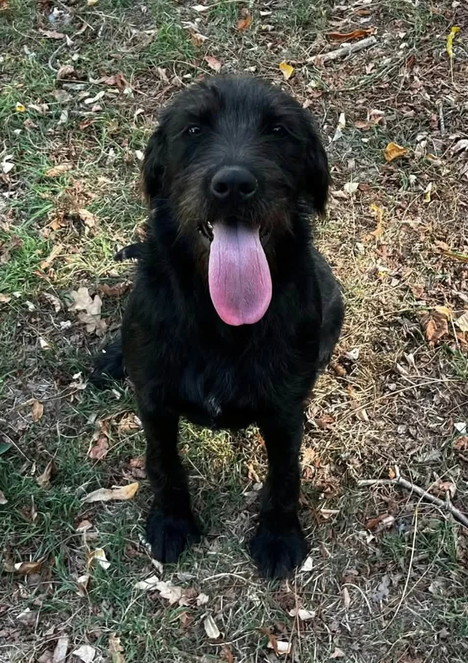 Agathe, female puppy Mixed Breed for adoption at SPA de l, Auxerre