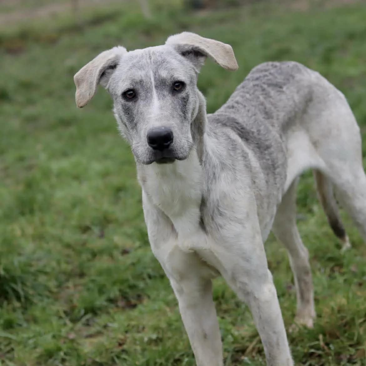 Alea :, female puppy Mixed Breed for adoption at SPA de l, Auxerre