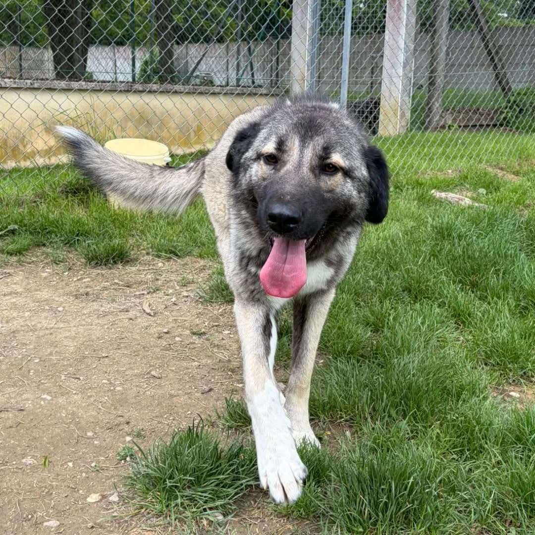 Aloha, female young mixed breed for adoption at SPA de l, Auxerre