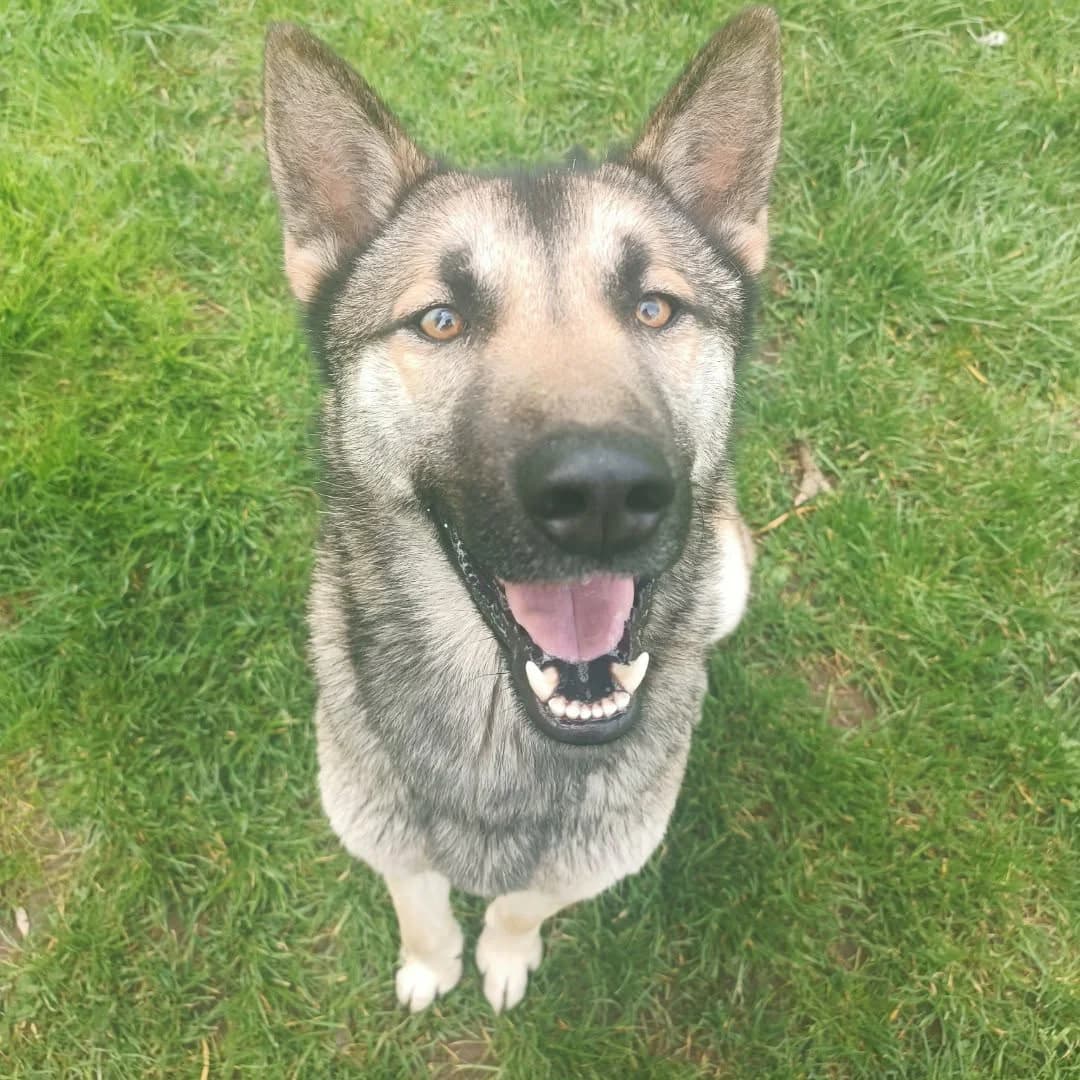 Amaroq :, male Mixed Breed for adoption at SPA de l, Auxerre