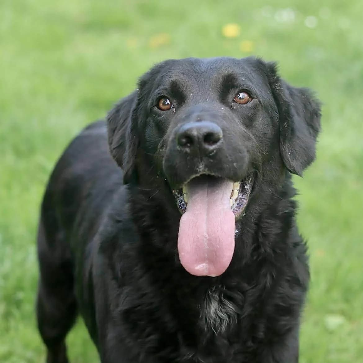Arès :, male 4yo Mixed Breed for adoption at SPA de l, Auxerre