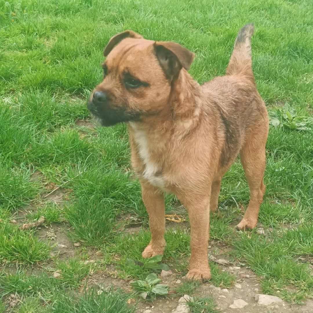 Arthus :, male mixed breed for adoption at SPA de l, Auxerre