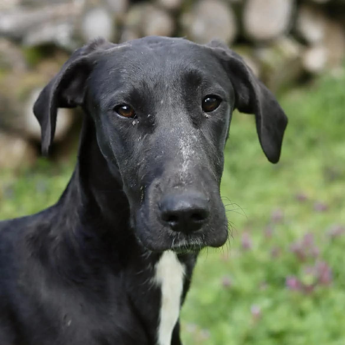 Ashi :, female puppy Great Dane for adoption at SPA de l, Auxerre