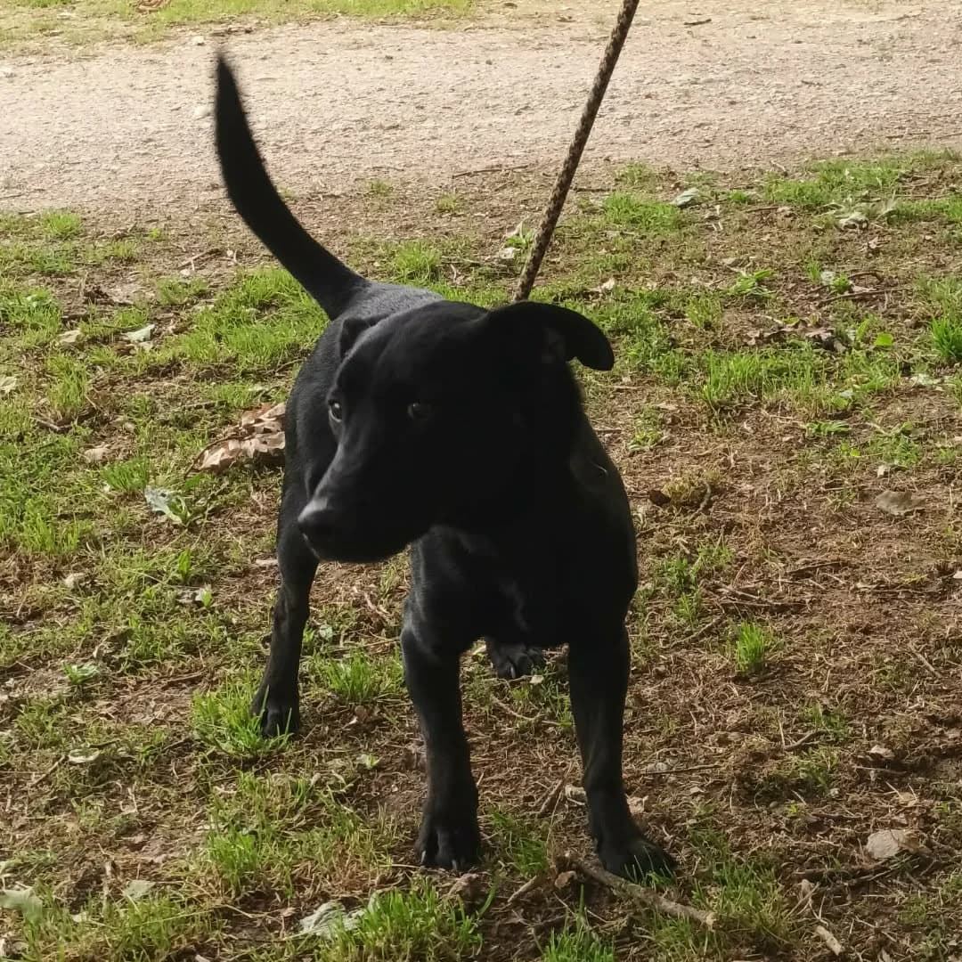 Atlas, male 4yo Mixed Breed for adoption at SPA de l, Auxerre