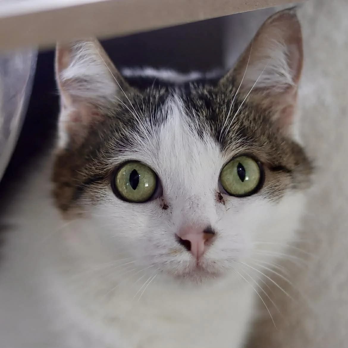 Aya :, female 6yo Mixed Breed for adoption at SPA de l, Auxerre