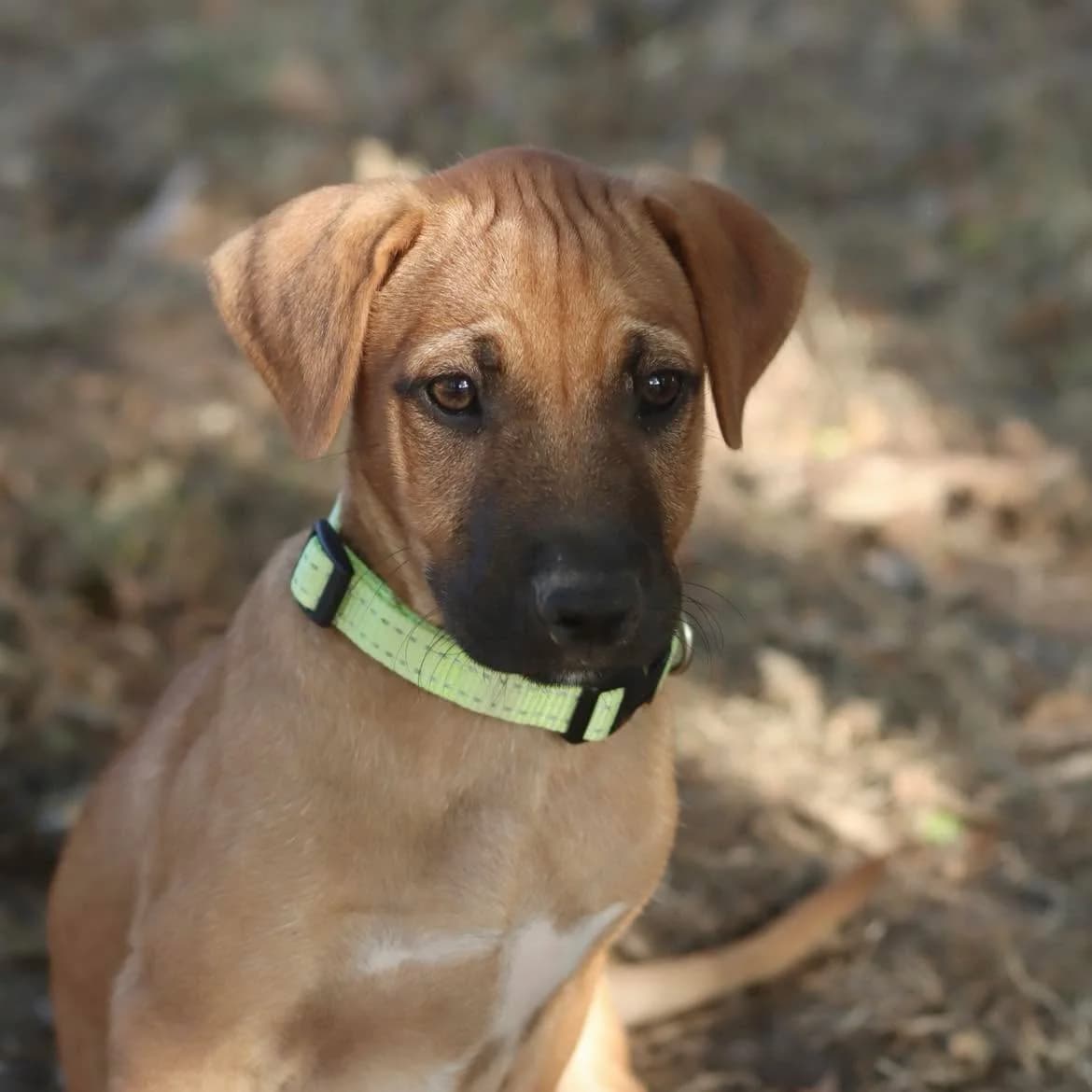 Bahio, male puppy Mixed Breed for adoption at SPA de l, Auxerre