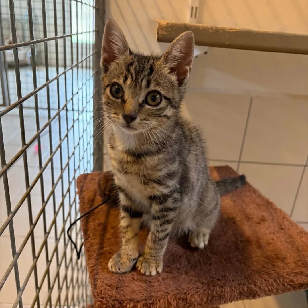 Bali, female puppy Mixed Breed for adoption at SPA de l, Auxerre