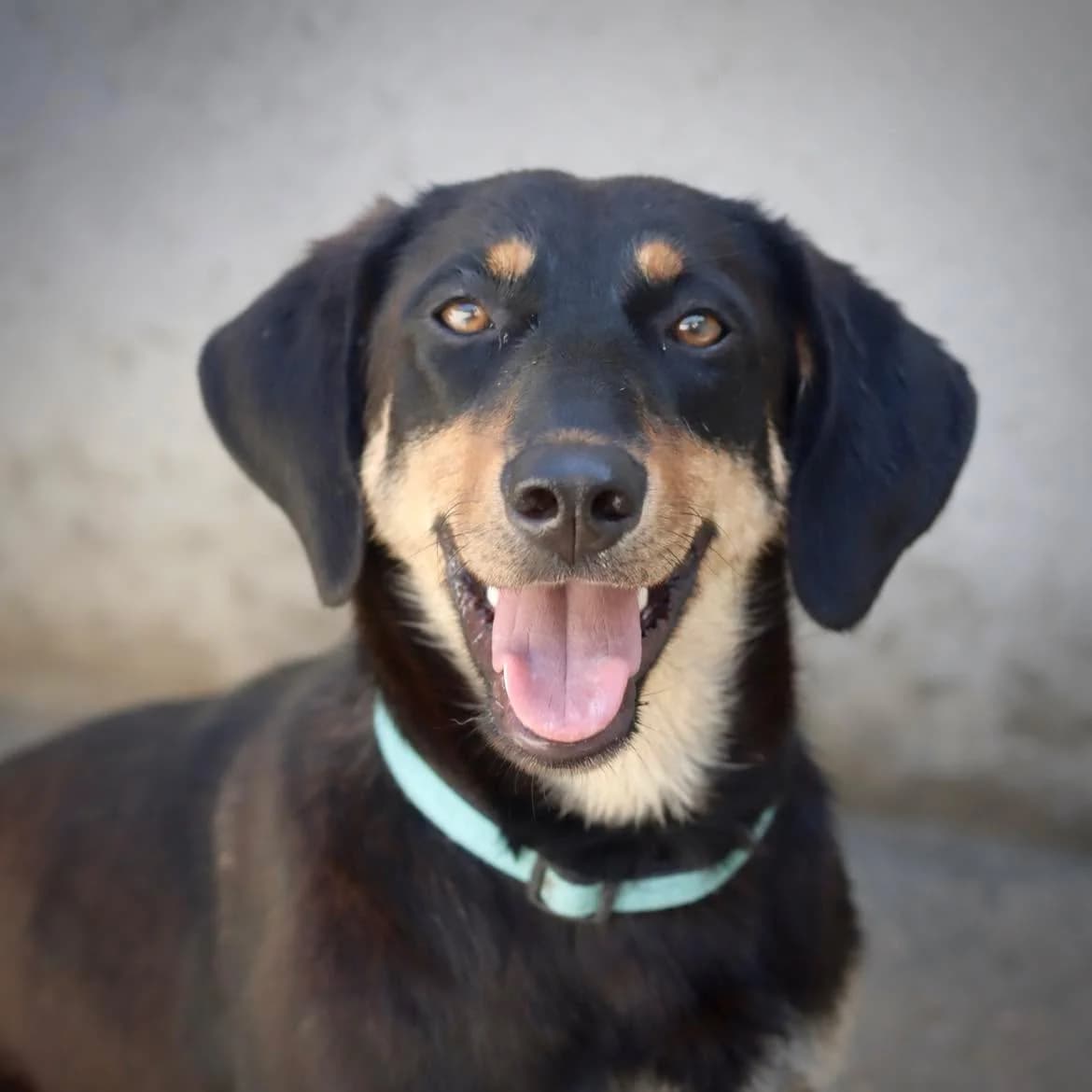 Betty, female puppy Mixed Breed for adoption at SPA de l, Auxerre