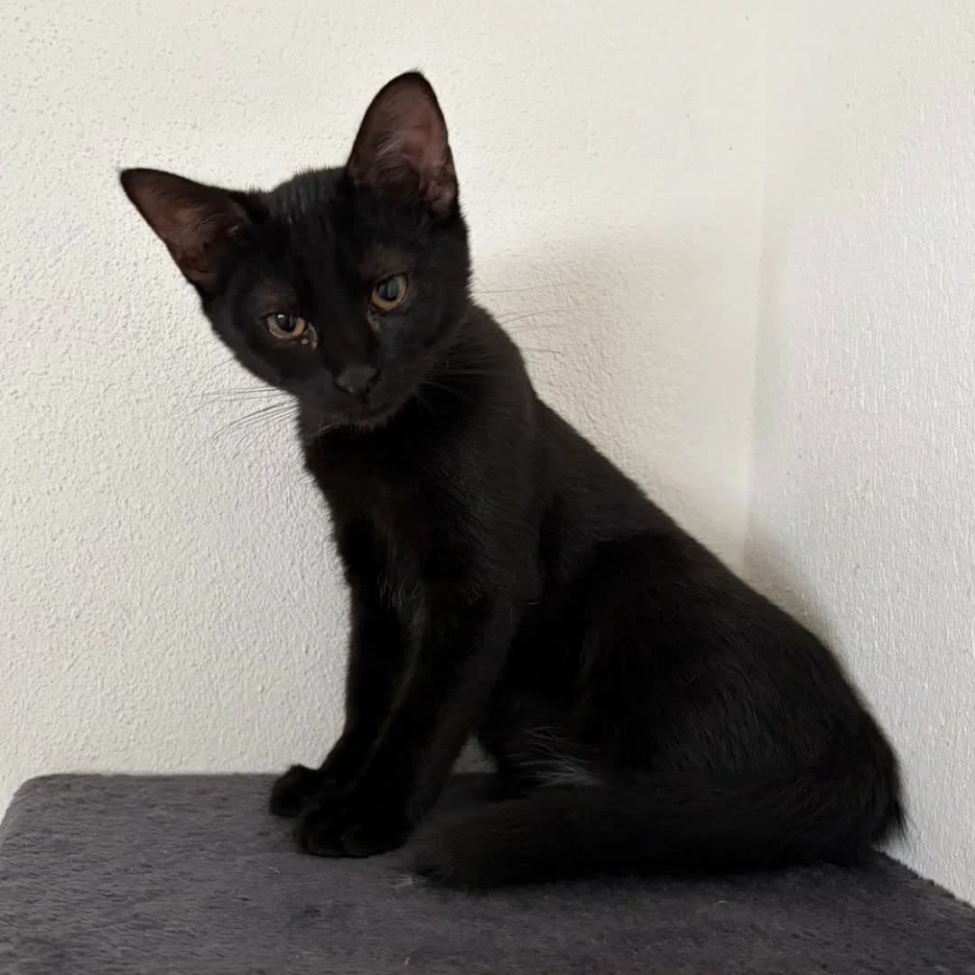 Bianca, female puppy Mixed Breed for adoption at SPA de l, Auxerre