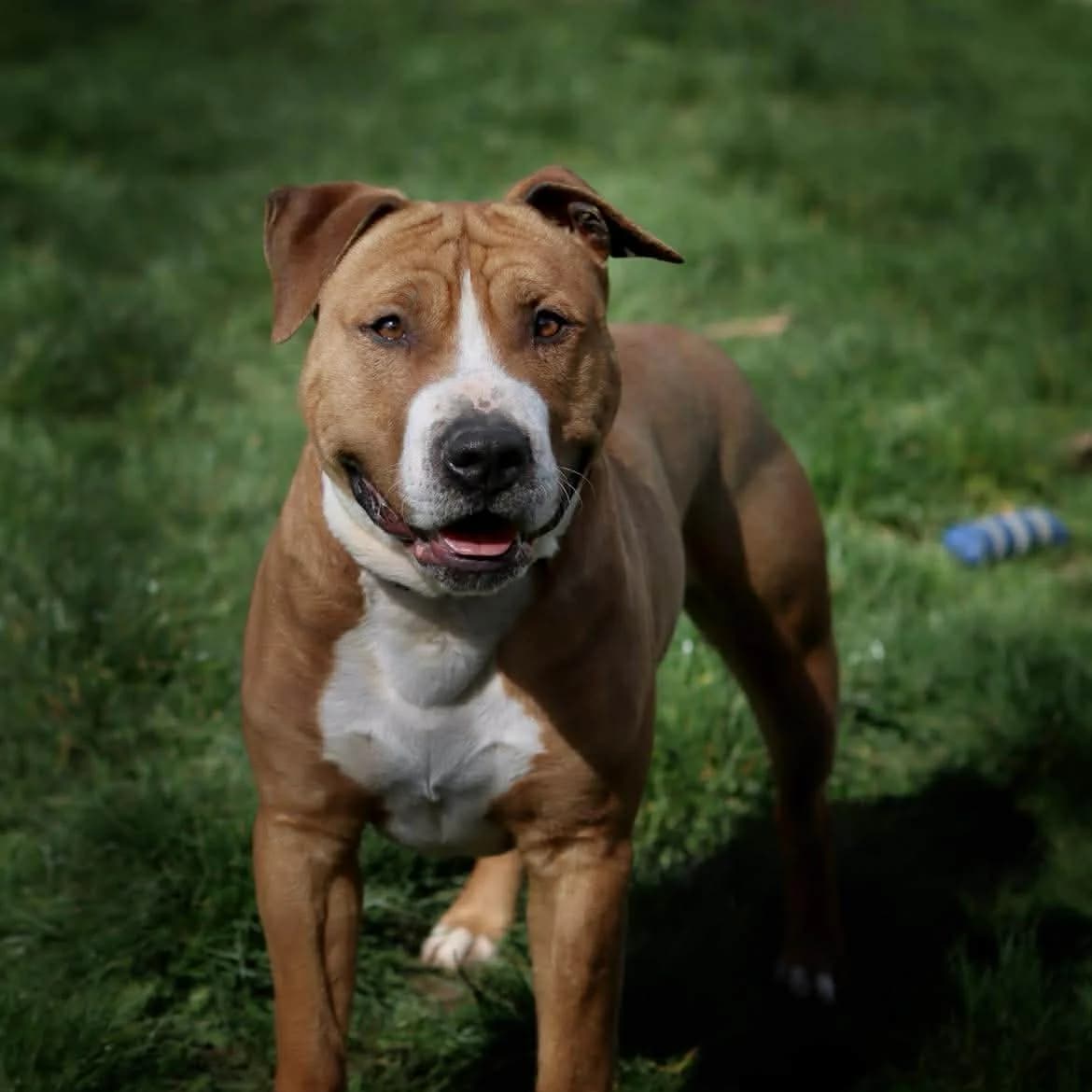 Blund :, male Mixed Breed for adoption at SPA de l, Auxerre