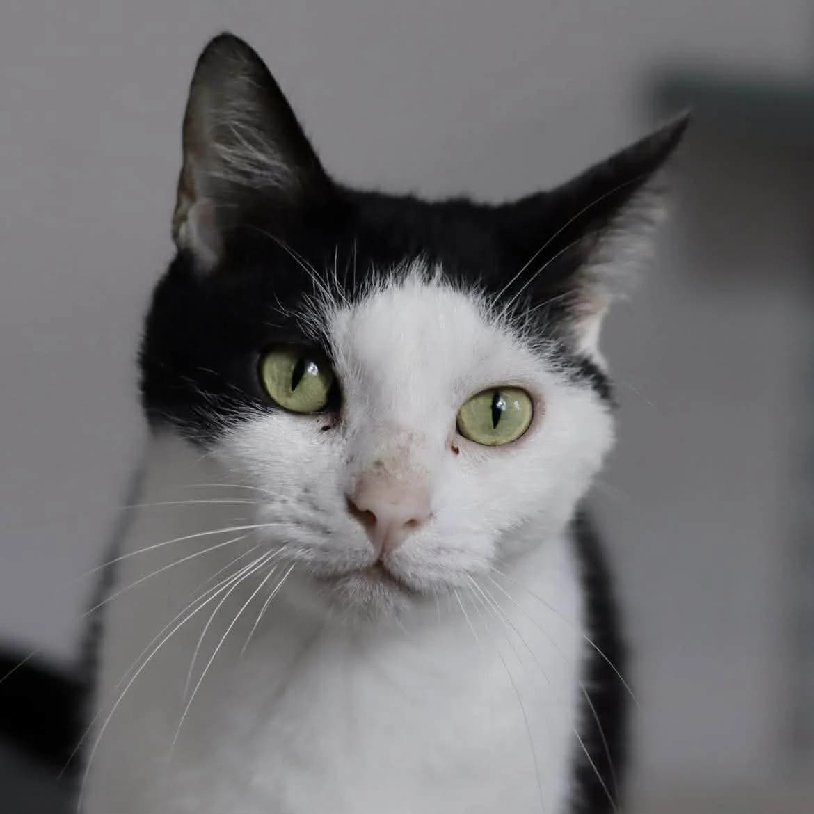 Bob :, male 5yo Mixed Breed for adoption at SPA de l, Auxerre