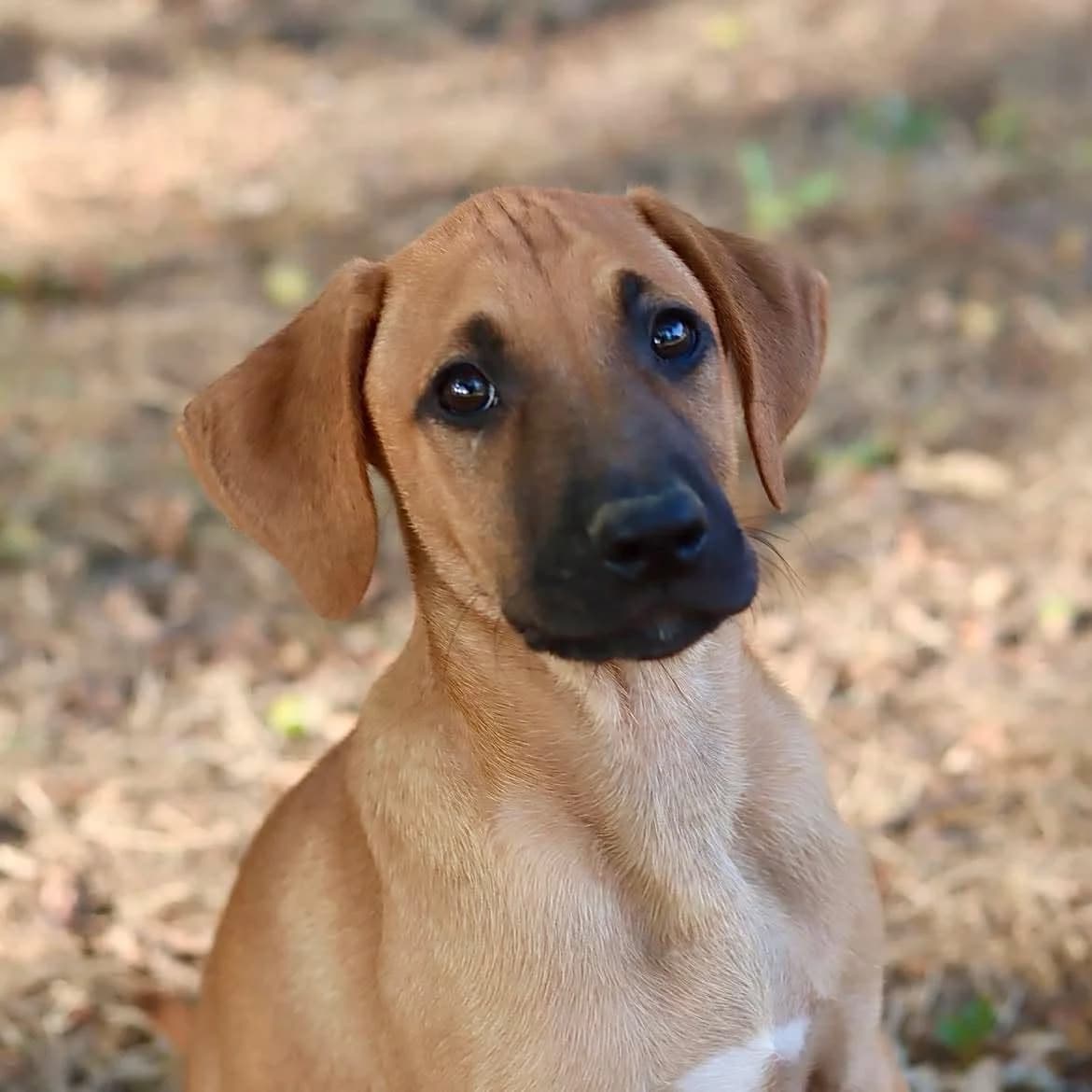 Bolduc, male puppy Mixed Breed for adoption at SPA de l, Auxerre
