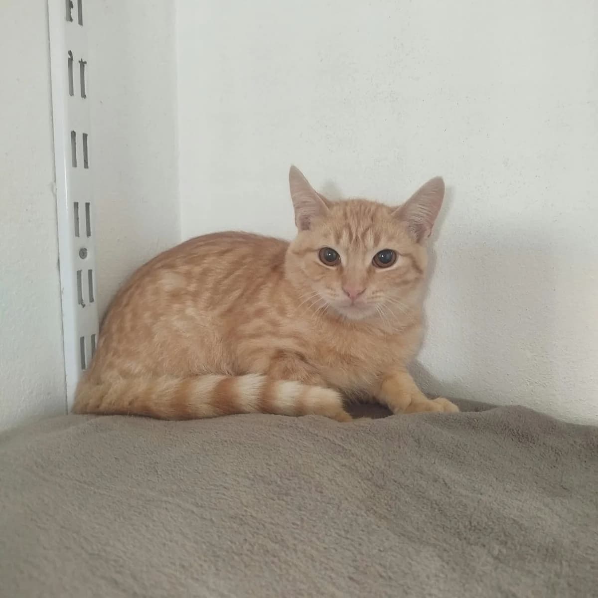 Bowie, male puppy Mixed Breed for adoption at SPA de l, Auxerre