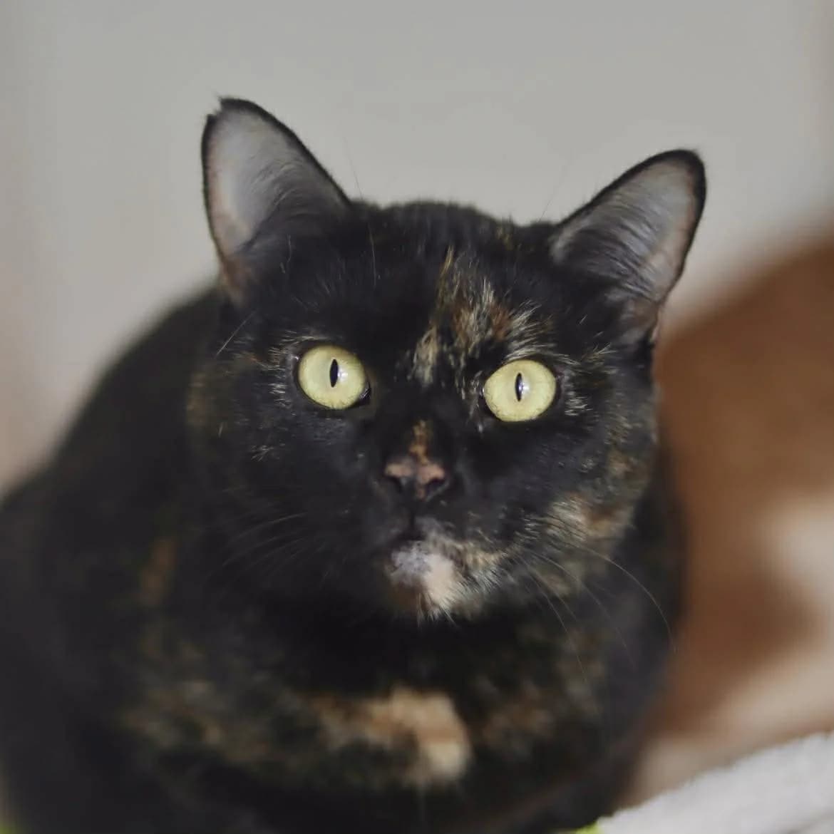 Brown :, female Mixed Breed for adoption at SPA de l, Auxerre