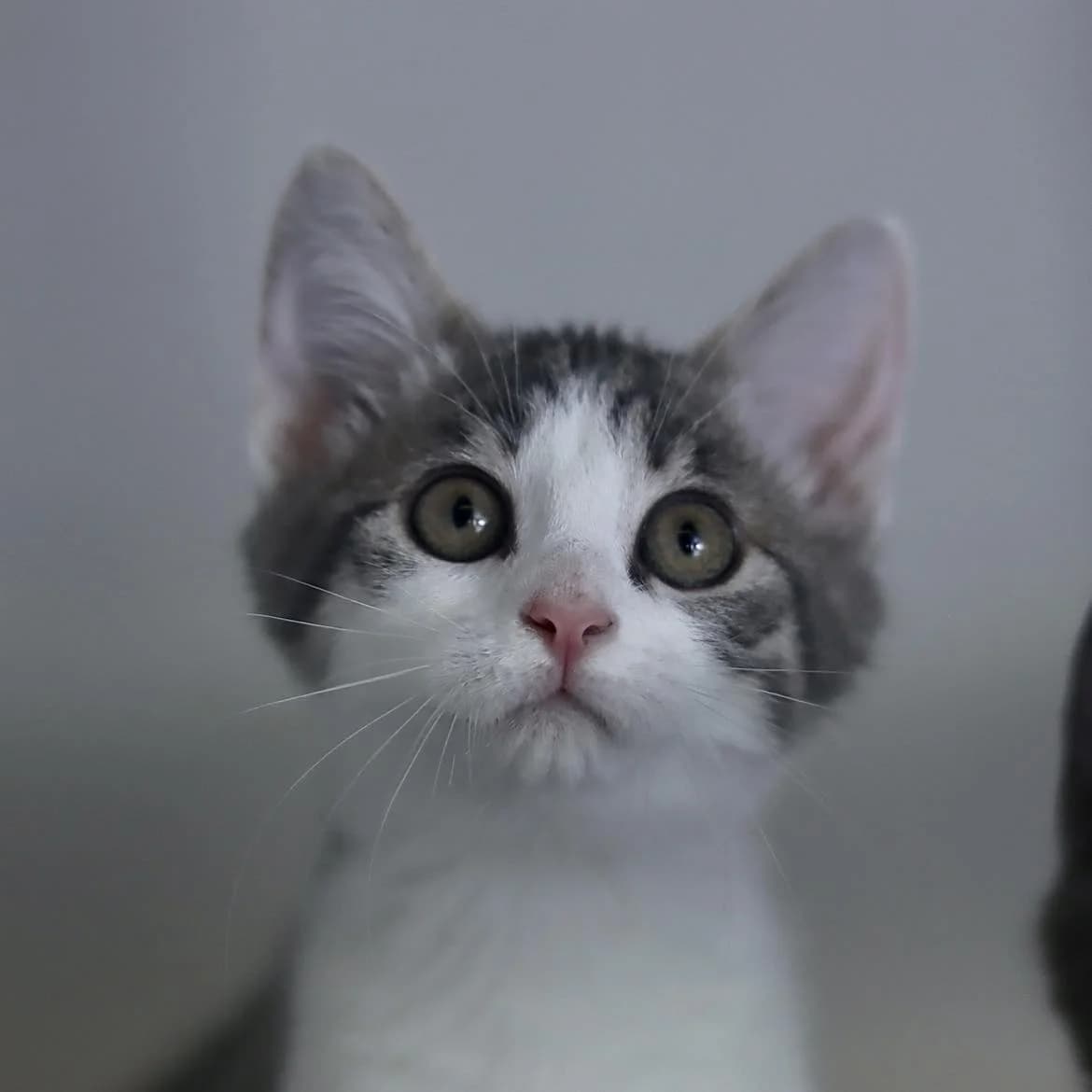 Burger, male puppy Mixed Breed for adoption at SPA de l, Auxerre