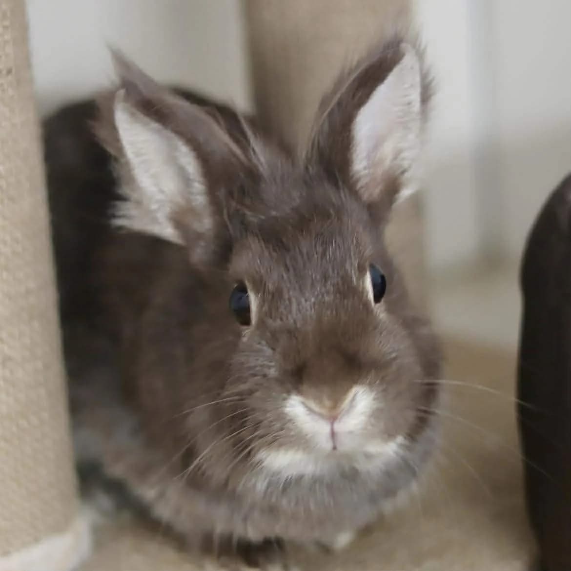 Cerise :, female young Mixed Breed for adoption at SPA de l, Auxerre