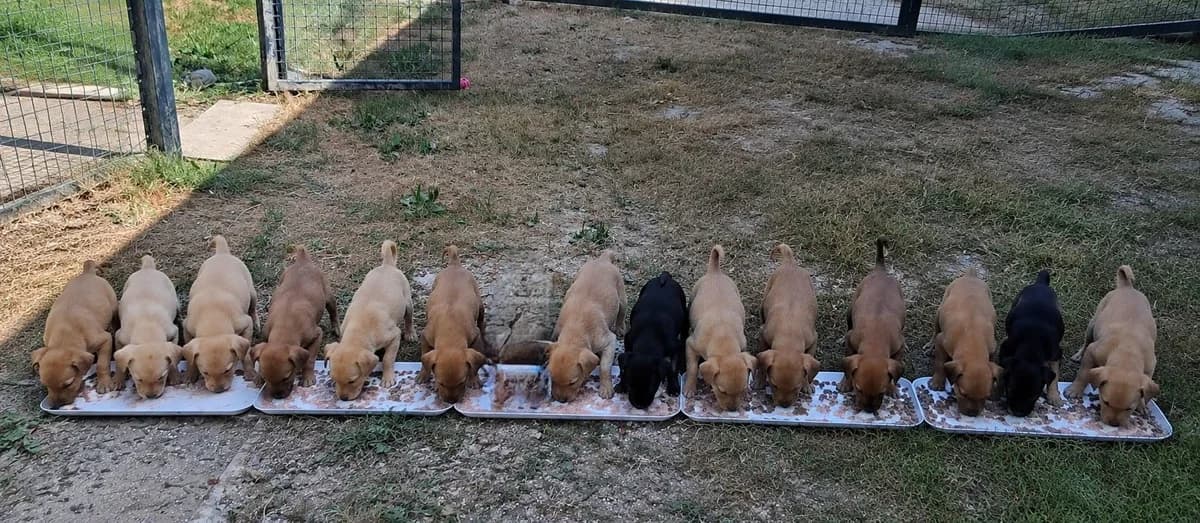 Chiots, female puppy Mixed Breed for adoption at SPA de l, Auxerre